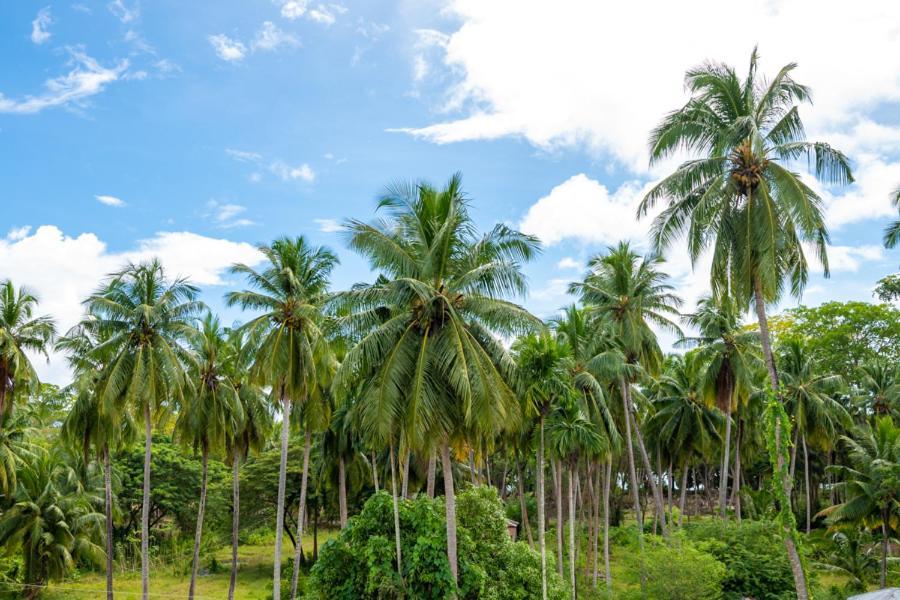 Anibesh Hotel Havelock Island Exterior foto